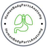 humanbodypartsanatomy.com